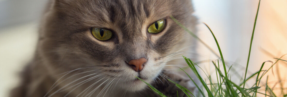 Valeriana y gatos: cu&aacute;ndo est&aacute; indicada
