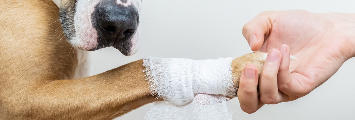 Antiinflamatorio natural para perros