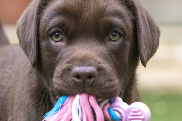 COMMENT ACCUEILLIR UN CHIOT CHEZ SOI ?