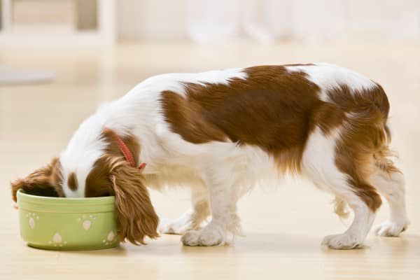 ALIMENTATION DU CHIEN : COMMENT BIEN NOURRIR MON CHIOT ?