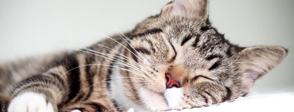 &iquest;C&oacute;mo dormir a un gato por la noche?