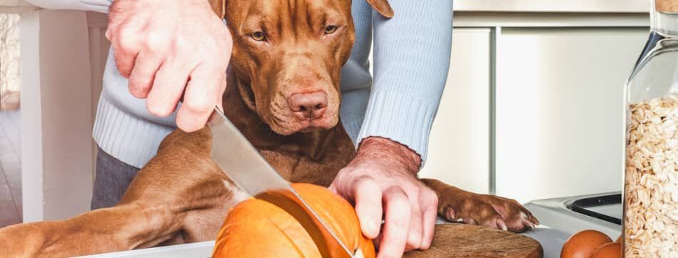 Calabaza para perros: &iquest;pueden comerla?