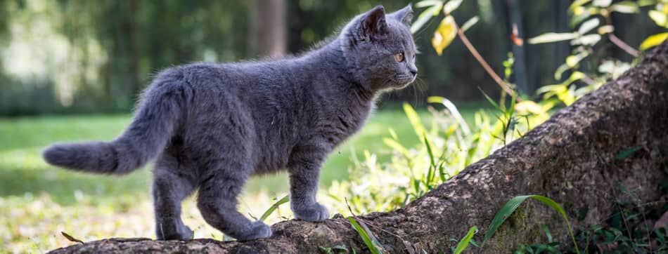 &iquest;Los gatos siempre caen de pie?