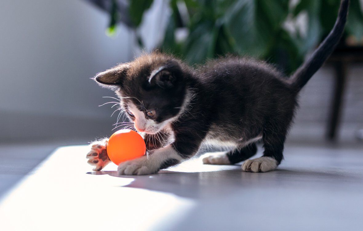 Crecimiento del gato: gu&iacute;a sobre las etapas de la vida felina