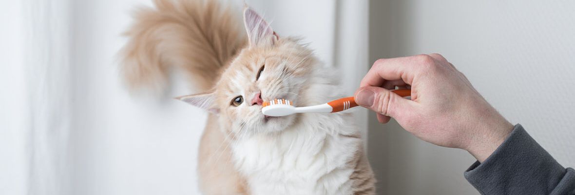 CINCO CONSEJOS DE SALUD DE LOS DIENTES DE TU GATO