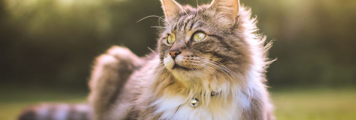 &iquest;QU&Eacute; PUEDEN COMER LOS GATOS? INGREDIENTES NATURALES