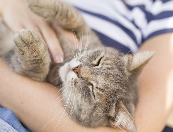 10 AVANTAGES D&rsquo;AVOIR UN CHAT 