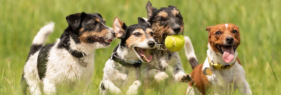 GUARDER&Iacute;A PARA PERROS: C&Oacute;MO ELEGIR LA M&Aacute;S ADECUADA