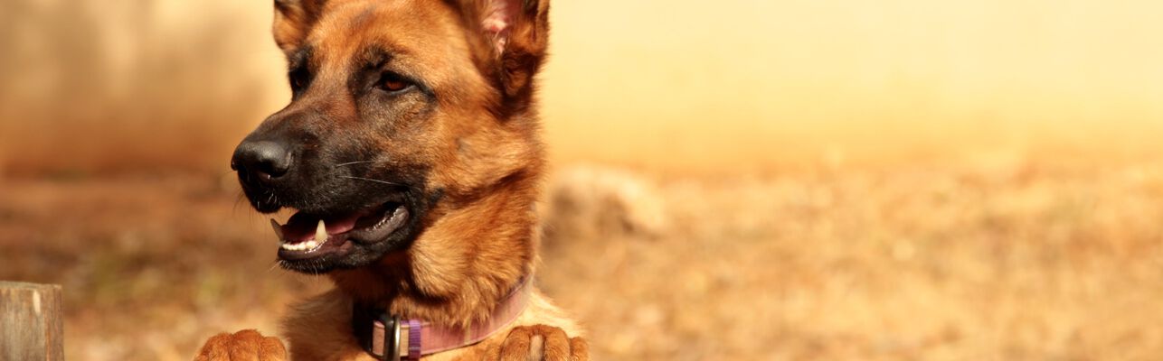 C&Oacute;MO INTERPRETAR EL LENGUAJE CORPORAL DE TU PERRO