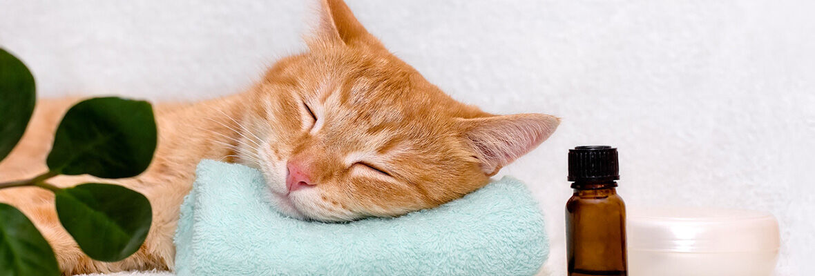 Utilizzo dei tranquillanti naturali per gatti