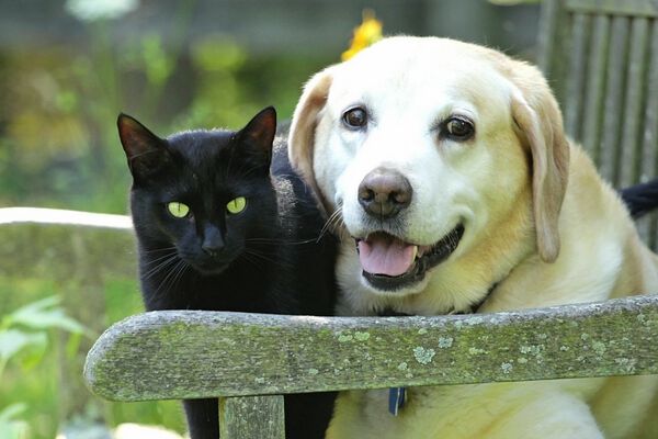 &iquest;C&Oacute;MO QUITAR GARRAPATAS A UN PERRO O UN GATO? PELIGROS Y DETECCI&Oacute;N