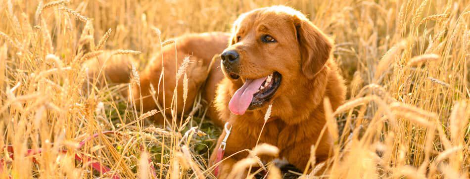 Dieta BARF para perros casera vs. alimento liofilizado