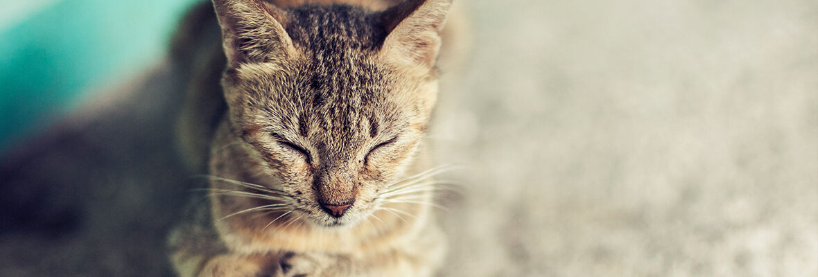 POURQUOI LES CHATS N&rsquo;AIMENT PAS SE BAIGNER?