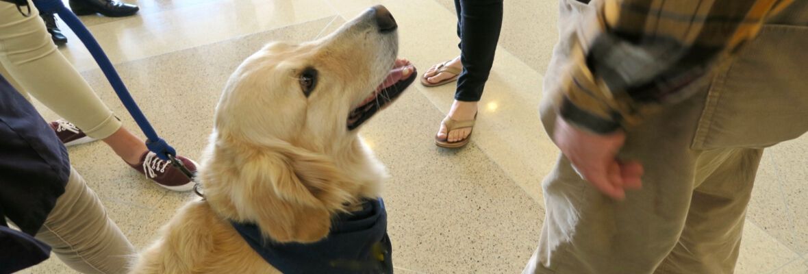 Perro terap&eacute;utico: &iquest;en qu&eacute; consiste su labor?