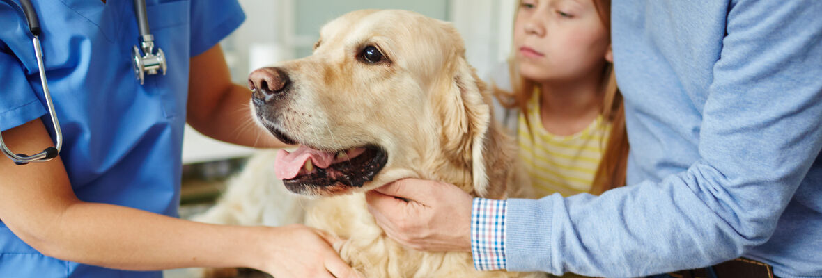 Acupuntura para perros: todo lo que debes saber
