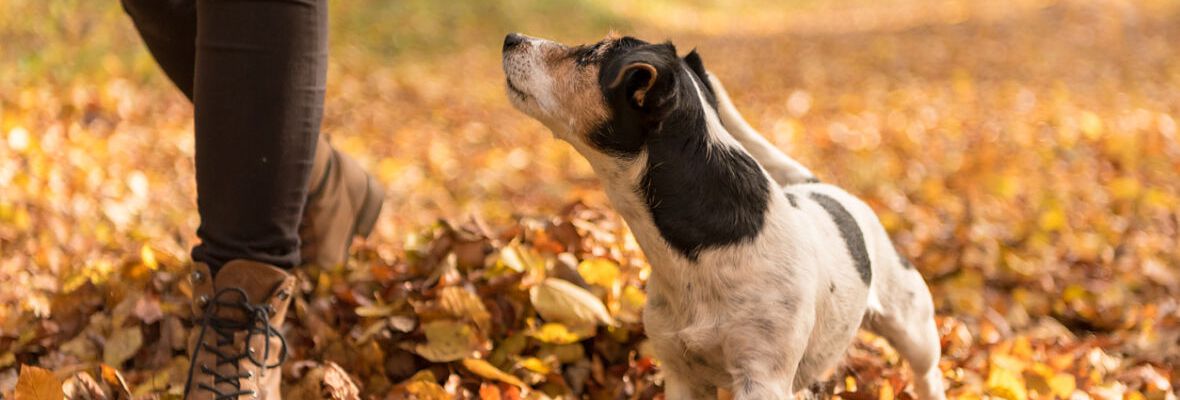 &iquest;POR QU&Eacute; MI PERRO ES NERVIOSO? CONSEJOS PARA CALMAR AL PERRO