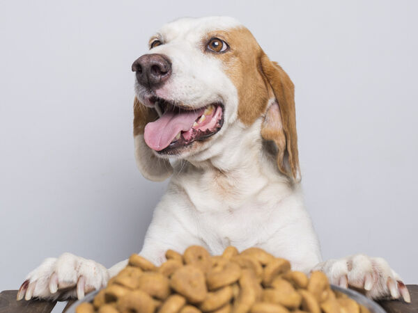 COMBIEN DE TEMPS DURE LA DIGESTION CHEZ LE CHIEN ?