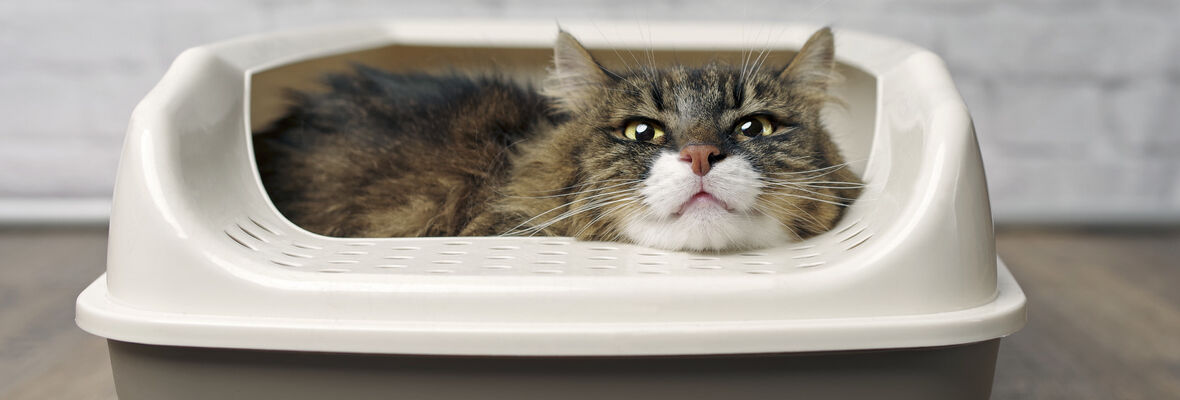 &iquest;Cu&aacute;l es el mejor arenero para gatos?