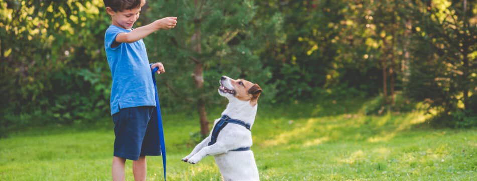 C&oacute;mo adiestrar a un cachorro