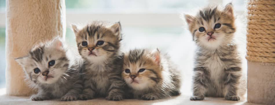 &iquest;Qu&eacute; hacen las gatas cuando se les muere una cr&iacute;a? C&oacute;mo puedes ayudarla