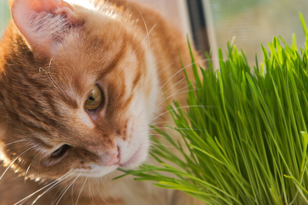 Catnip para gatos: pros y contras
