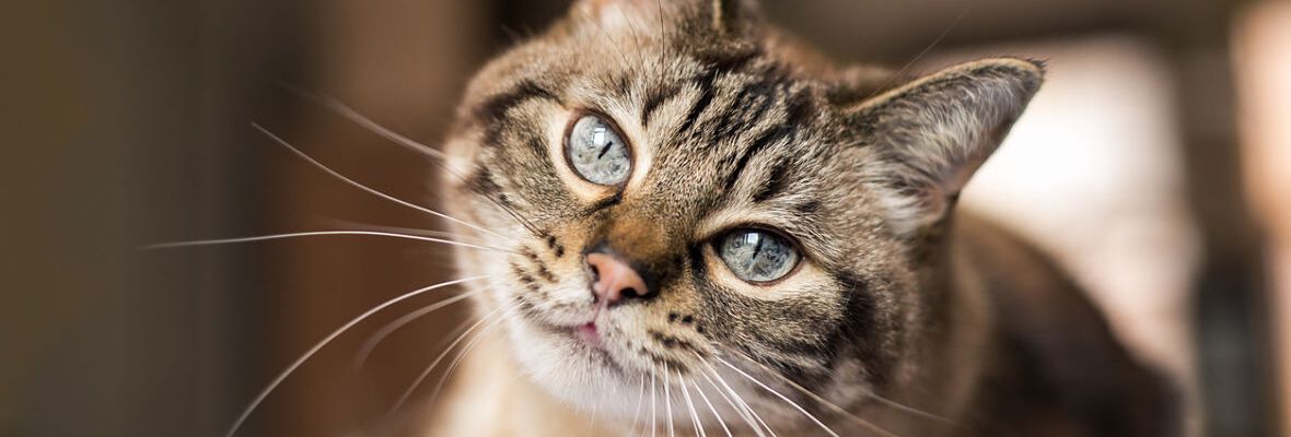 QU&Eacute; HACER SI MI GATO ES AGRESIVO