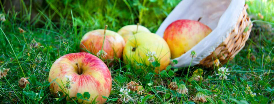 LES CHIENS PEUVENT-ILS MANGER DES POMMES ?