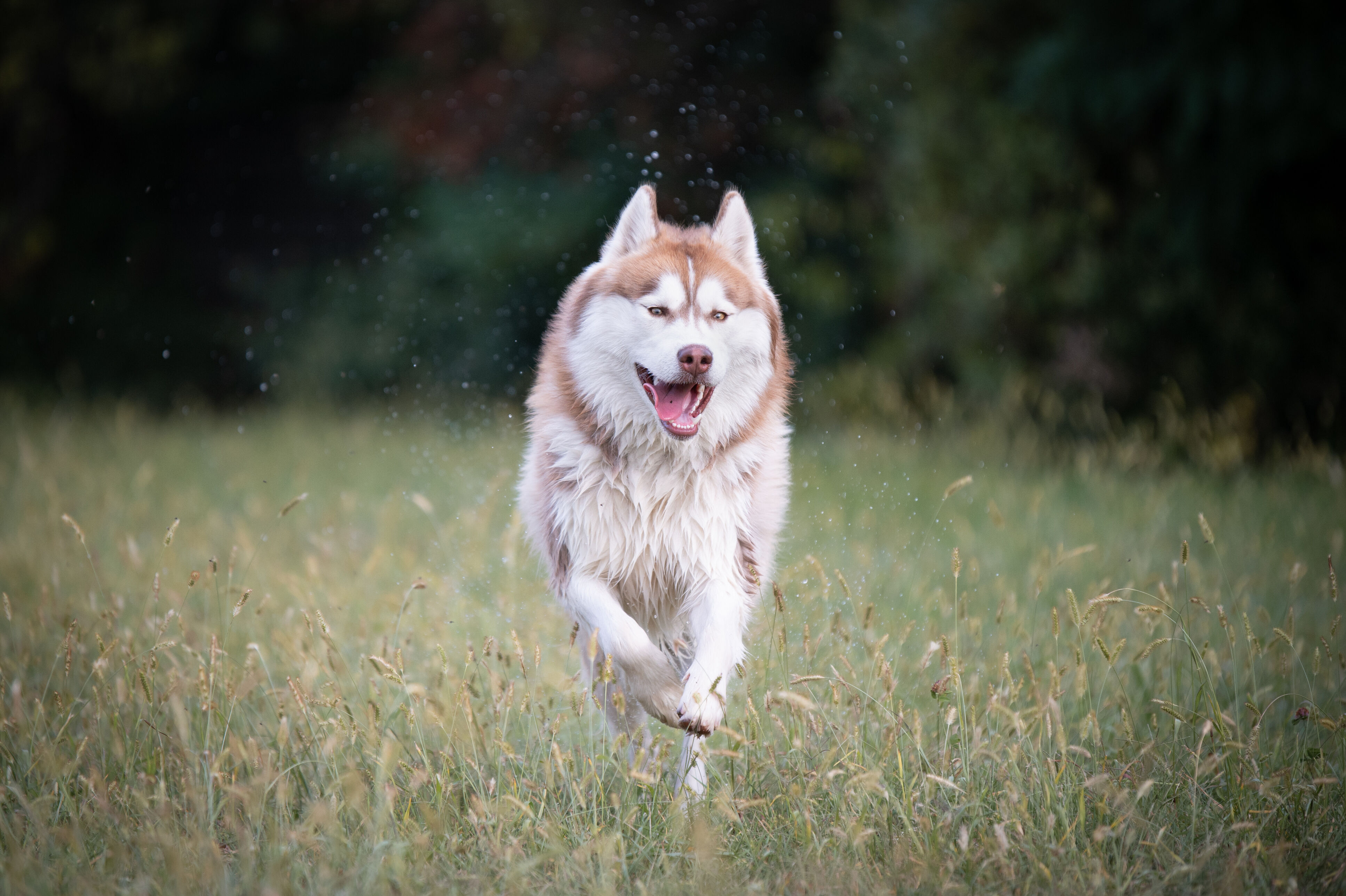 Riso per cani come fonte di energia