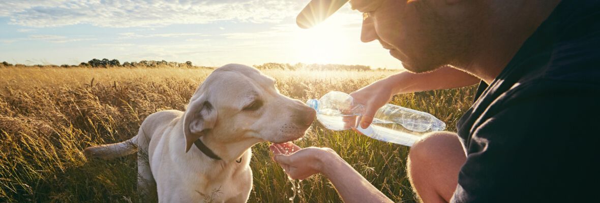 Perros en verano: cuidados espec&iacute;ficos