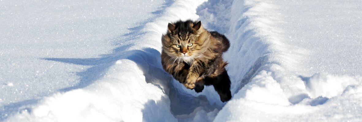 C&oacute;mo saber si mi gato tiene fr&iacute;o