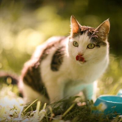 L&rsquo;importance des ingr&eacute;dients dans les aliments pour chats