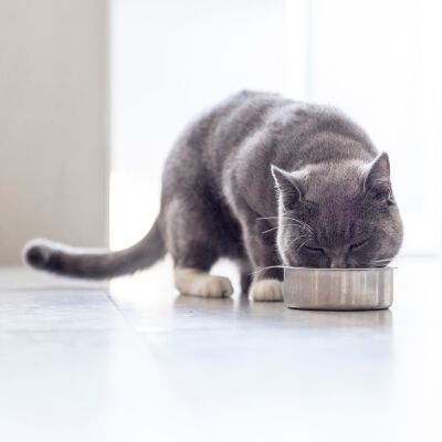 Comida para gatos esterilizados: puntos clave