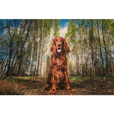 OPTIONS DE CROQUETTES : SAUMON ET CHIEN SONT-ILS COMPATIBLES ?