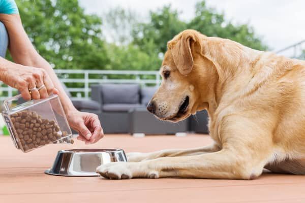 &iquest;Con qu&eacute; puedo mezclar el pienso de mi perro?
