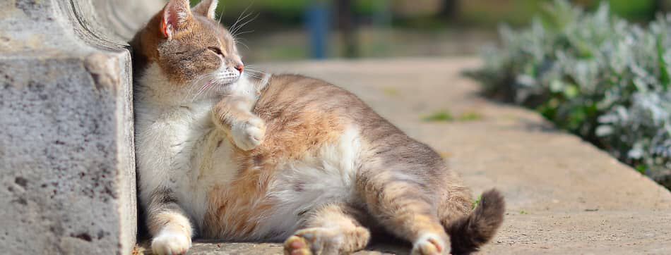 &iquest;C&oacute;mo saber si mi gata est&aacute; embarazada?