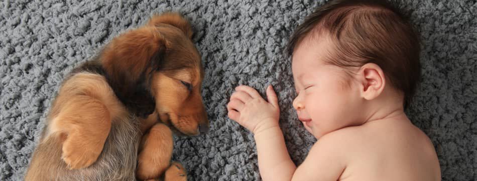 Perros y beb&eacute;s: &iquest;c&oacute;mo preparar la llegada de un nuevo miembro de la familia?