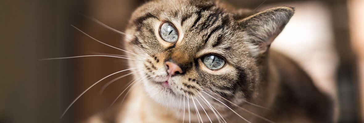 C&oacute;mo mantener la buena higiene de tu gato