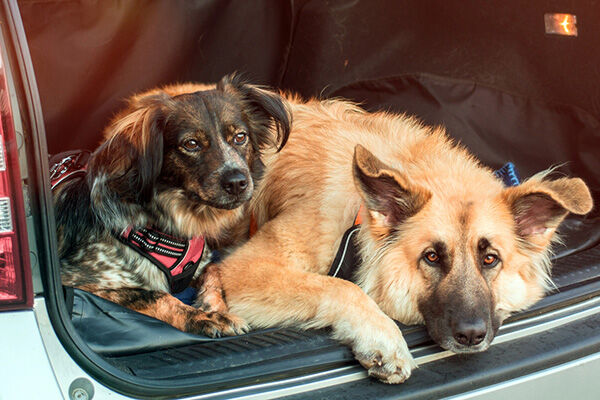 Come far viaggiare il cane in modo sicuro in macchina