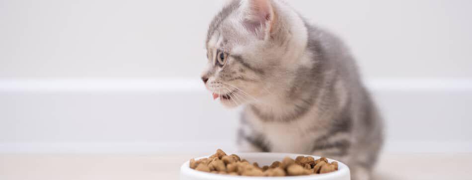 What does a kitten eat: when and how to feed your new puppy