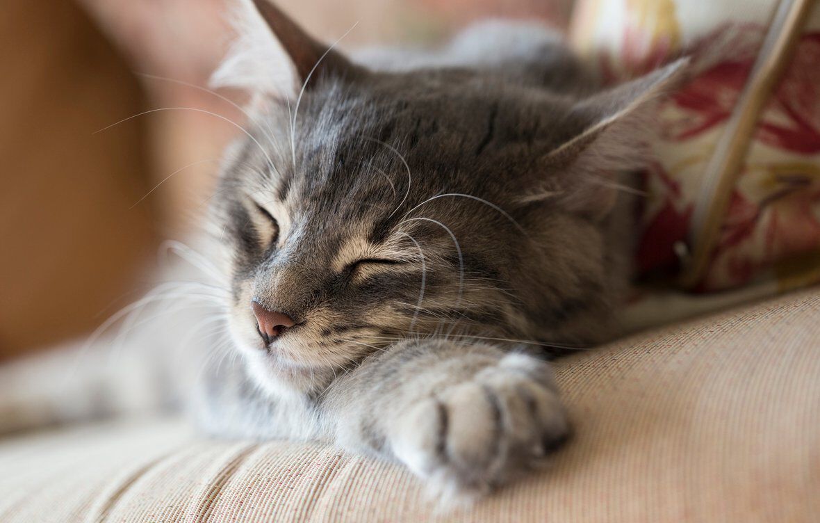 Que signifie un chat qui roucoule ?