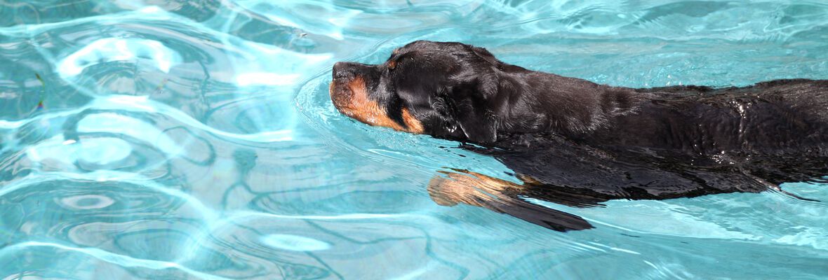 GU&Iacute;A PR&Aacute;CTICA PARA HACER UNA PISCINA PARA PERROS