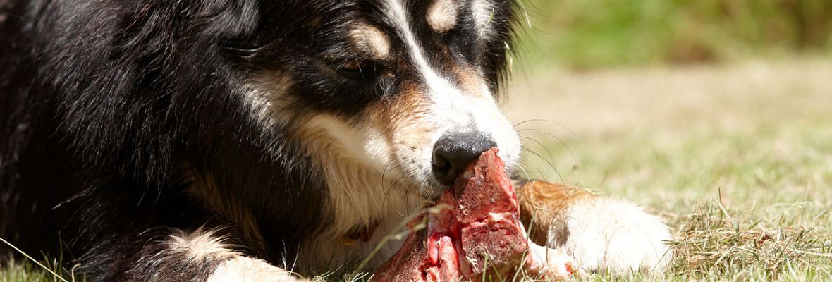 DE LA VIANDE POUR MON CHIEN : EST-CE UNE BONNE ID&Eacute;E ?