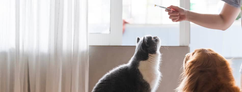 Todo lo que debes saber sobre c&oacute;mo educar a un gato