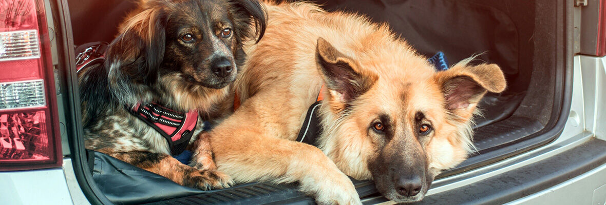 &iquest;C&oacute;mo llevar al perro en el coche? todo sobre su seguridad