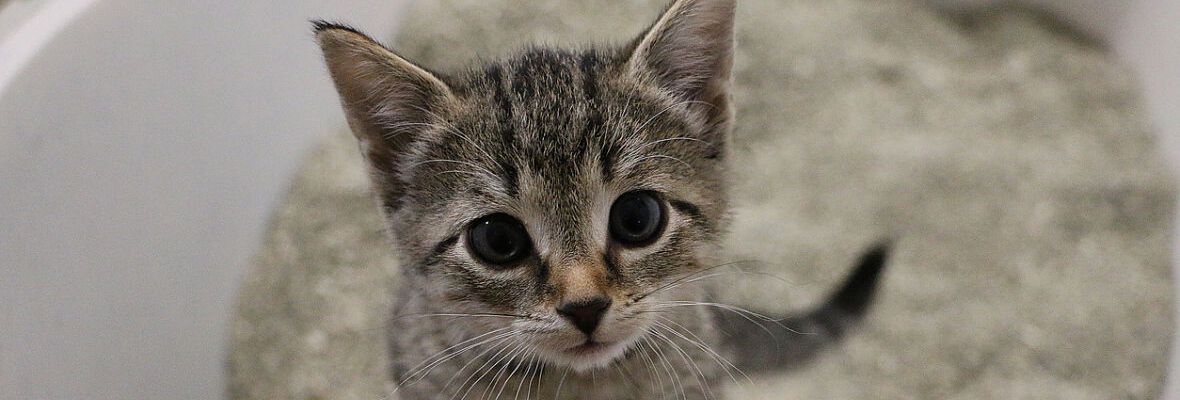 &iquest;C&oacute;mo ense&ntilde;ar a un gato a usar el arenero?