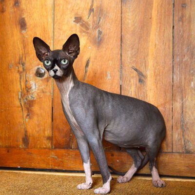 Caracter&iacute;sticas y cuidados de los gatitos Sphynx