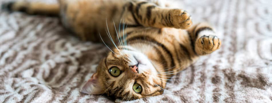 Edad gatuna: &iquest;c&oacute;mo se calcula?