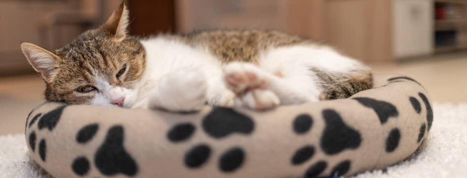 &iquest;QU&Eacute; SIENTE UN GATO CUANDO EST&Aacute; SOLO EN CASA?