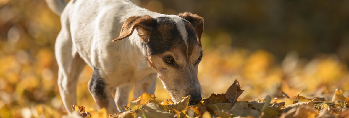 El olfato de los perros: &iquest;c&oacute;mo funciona?