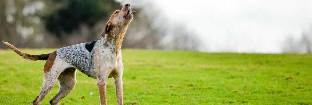 COMPORTAMIENTO DE LOS PERROS EN CELO
